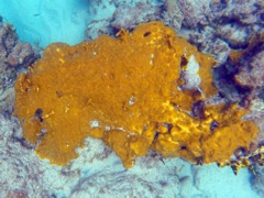 Orange-Veined Encrusting Sponge (?)